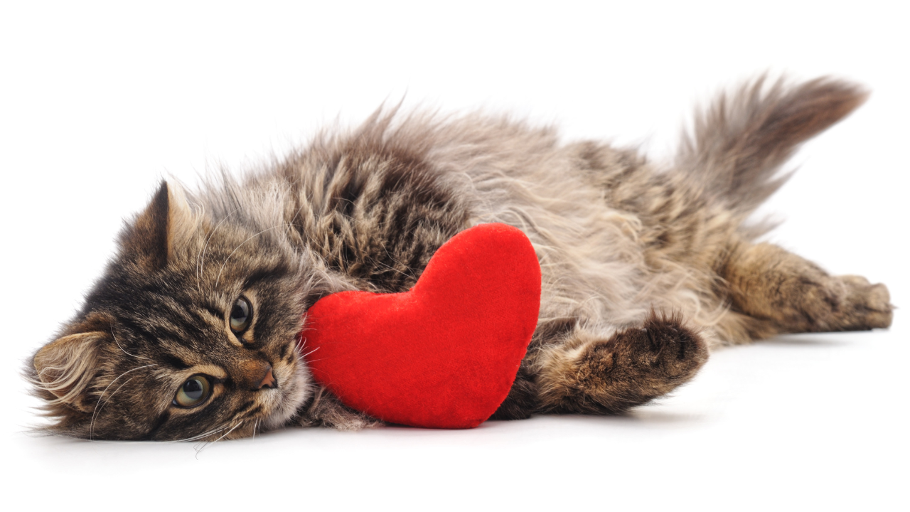 Long-haired cat resting with a red plush heart, symbolizing feline heart health and heartworm awareness.