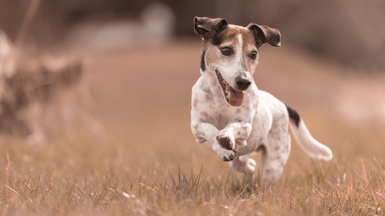 small old dog runs and flies over a green meadow in spring - Jack Russell Terrier Hound 10 years old
