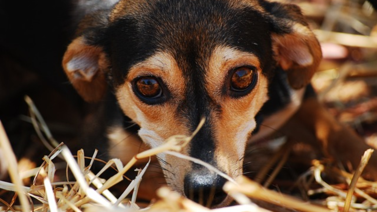 Managing Pet Anxiety: Exploring Natural and Prescription Options