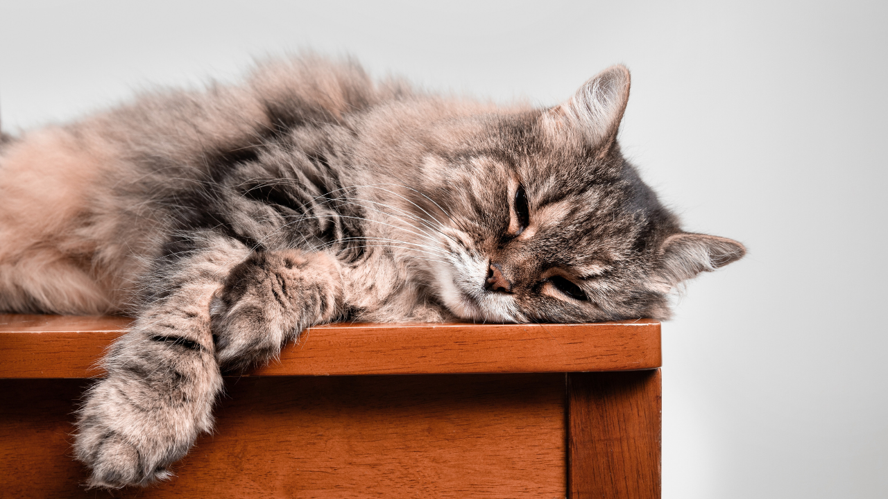 Relaxed cat lying on chair with gray background. Super senior cat sleeping or napping peaceful sideways. 15 years old, female, long hair tabby cat. Selective focus.