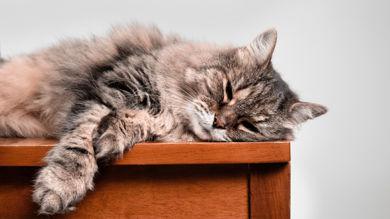 Relaxed cat lying on chair with gray background. Super senior cat sleeping or napping peaceful sideways. 15 years old, female, long hair tabby cat. Selective focus.