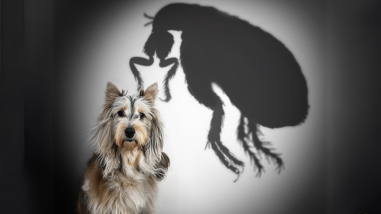 10 Nontoxic Flea Repellent Methods