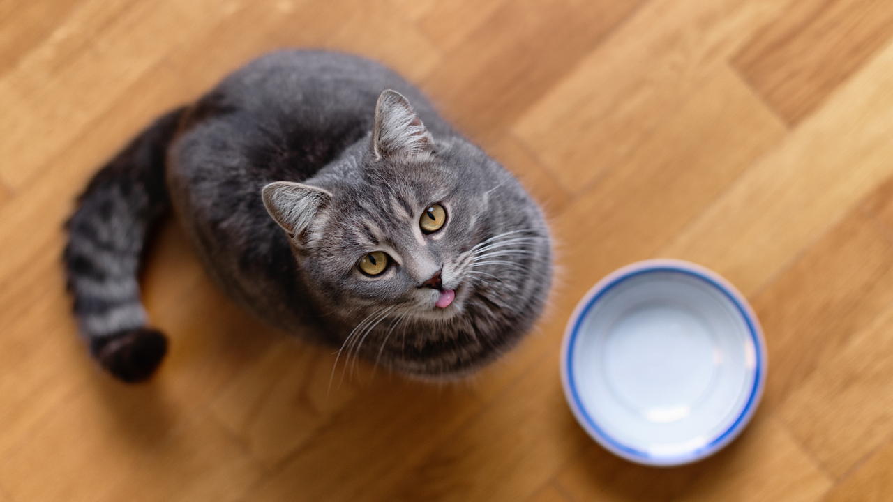 Cat sitting on kitchen floor, begging for food. Hungry cat wants to eat, top view. A kitten and an empty bowl. Hungry cat sits near an empty bowl and silently asks for food.