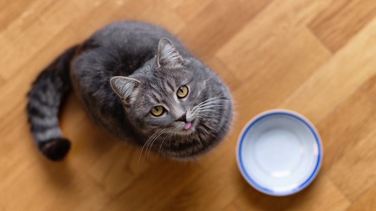 Cat sitting on kitchen floor, begging for food. Hungry cat wants to eat, top view. A kitten and an empty bowl. Hungry cat sits near an empty bowl and silently asks for food.