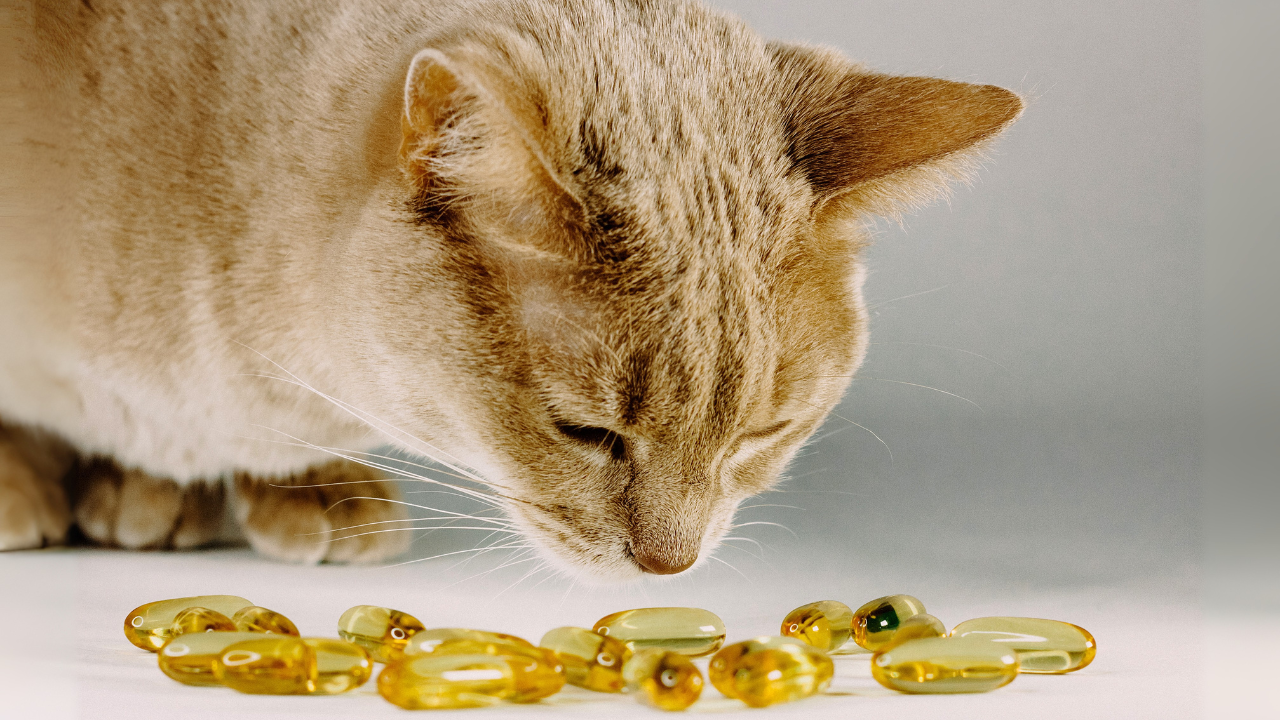 Orange cat curious about yellow fish oil pills. Vitamins for pets mockup.
