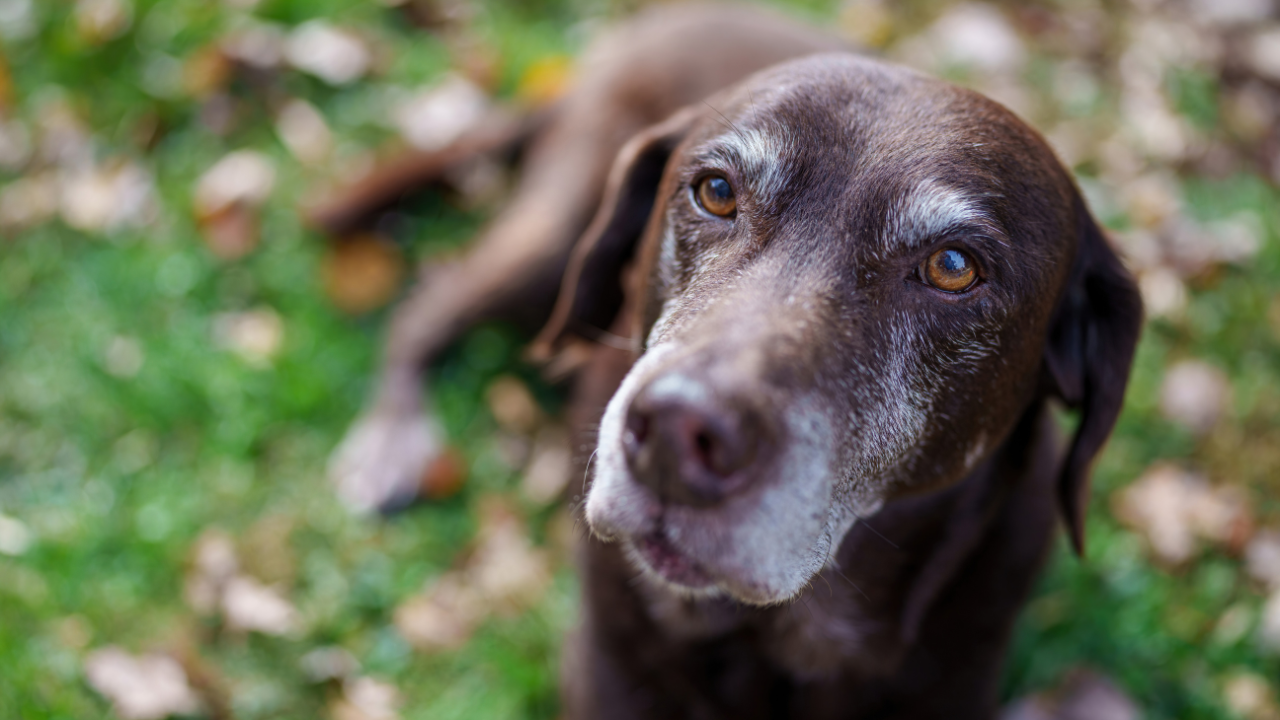 Recognizing Dementia in Dogs Symptoms: A Comprehensive Guide