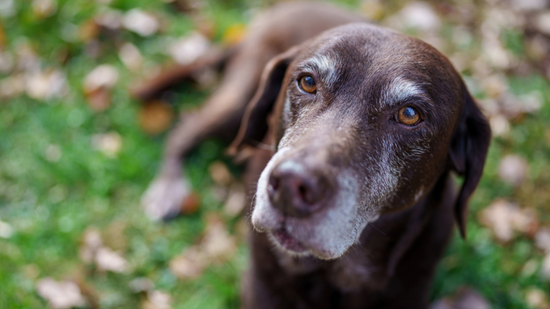 Recognizing Dementia in Dogs Symptoms: A Comprehensive Guide