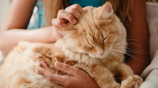 Recognize Dementia in Cats: Signs and Care Guide