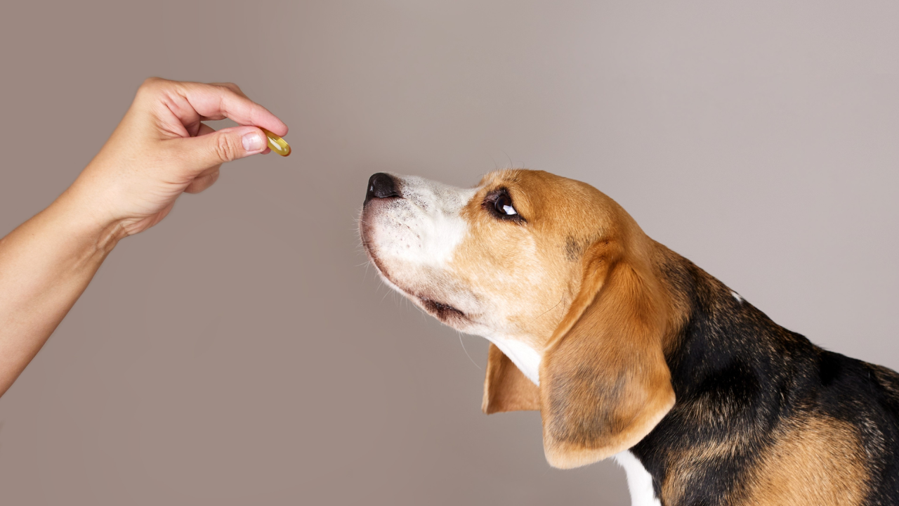 Do Dogs Need Multivitamins for Optimal Health?