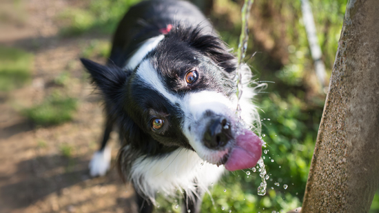 10 Essential Tips for Optimal Hydration for Dogs