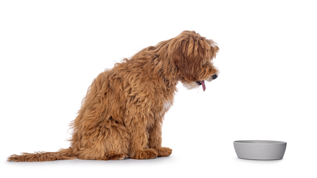 Dog and food bowl