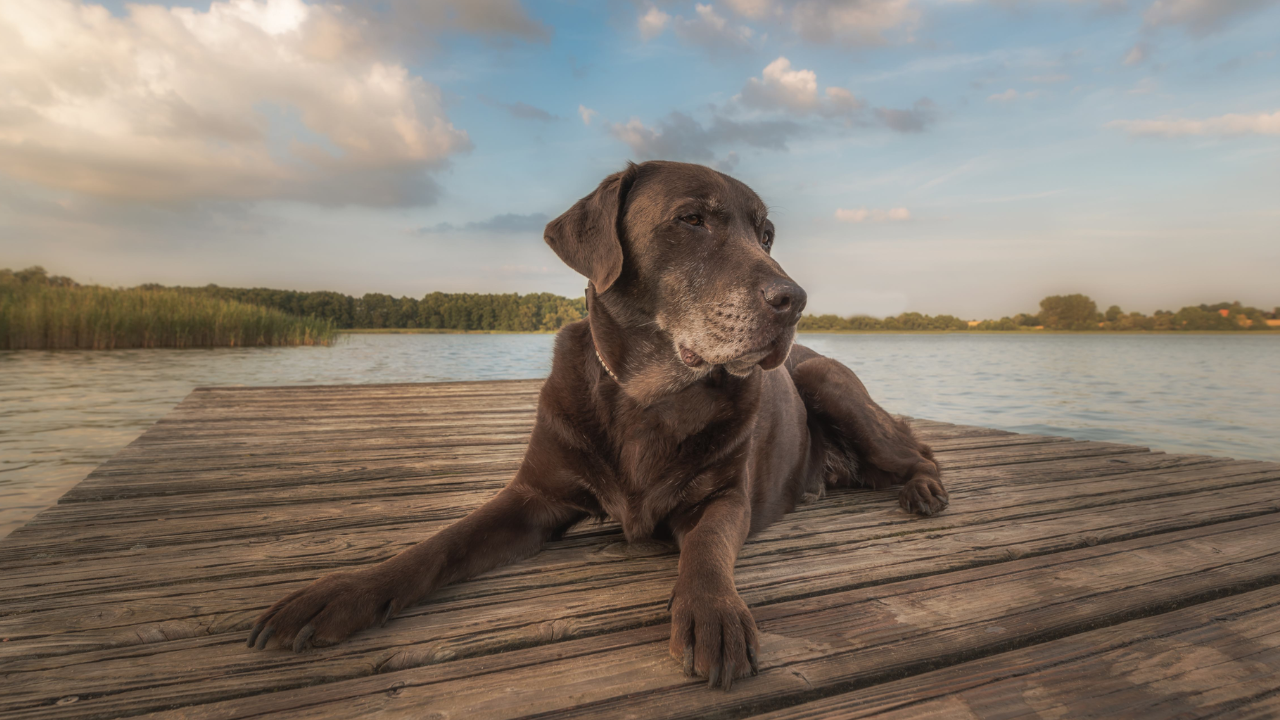 Holistic Action Guide: Arthritis Care for Dogs