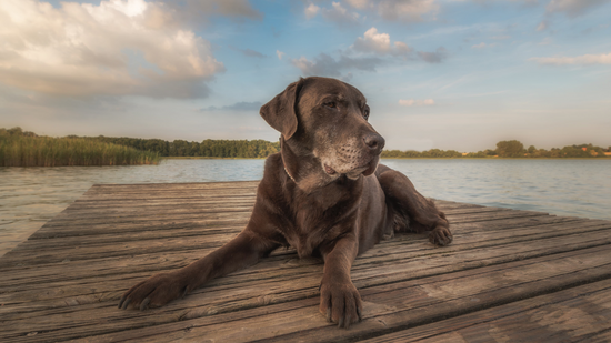 Holistic Action Guide: Arthritis Care for Dogs