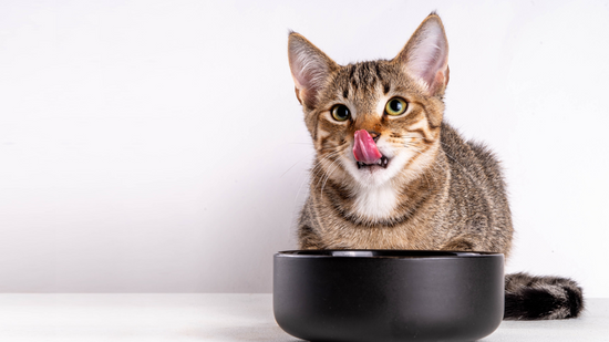 Cute adorable tabby striped mongrel kitten eats kibble food from bowl with appetite and licks itself, on a white background.