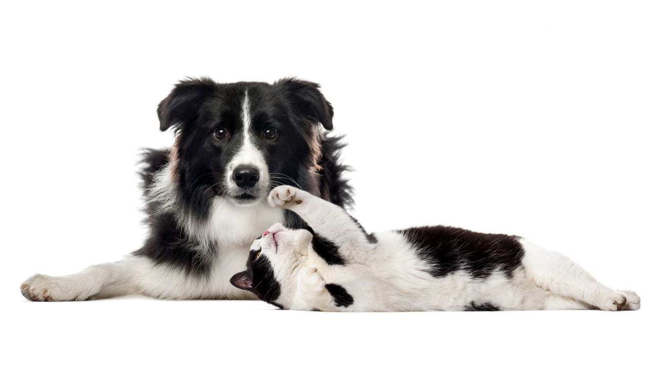 Essential Vitamin D for Dogs Benefits You Should Know