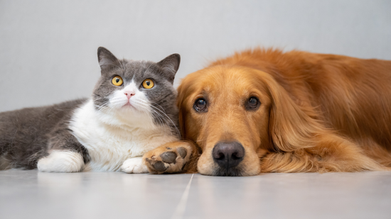 How to Prevent Cancer in Dogs and Cats