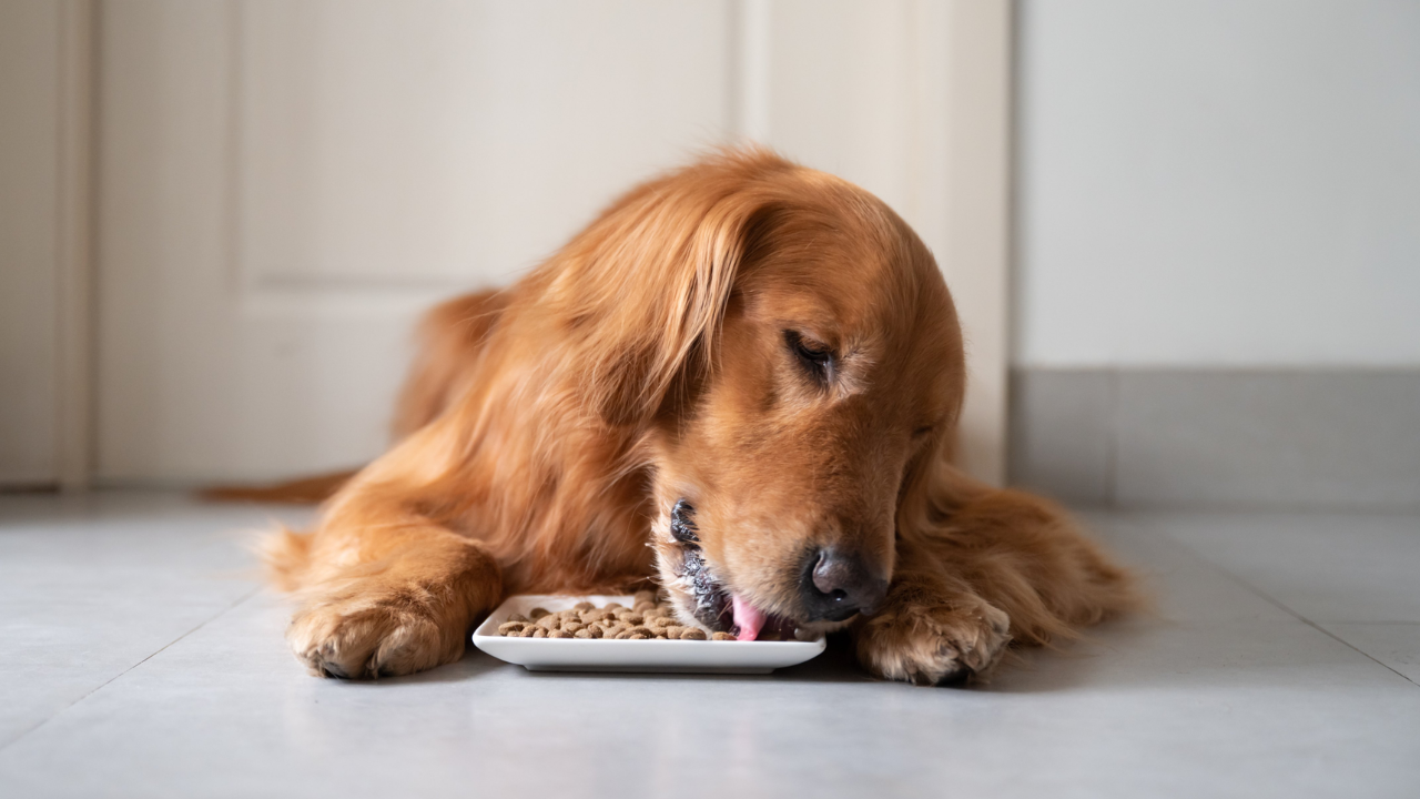 Golden retriever lying on the floor eating dog food