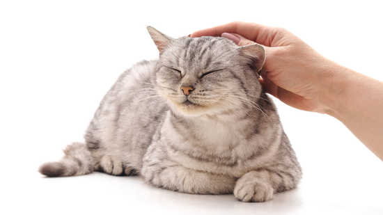 Hand caress the cat isolated on a white background.