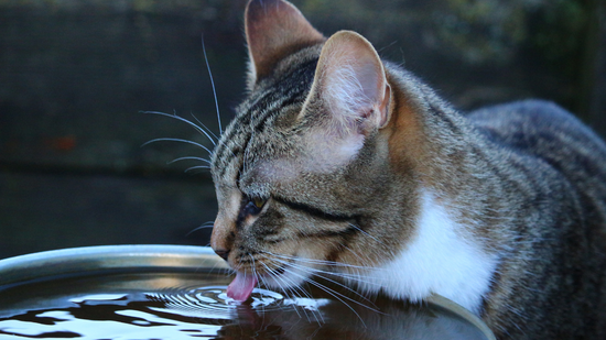 Hydrate Your Feline Friend: Essential Cat Hydration Tips