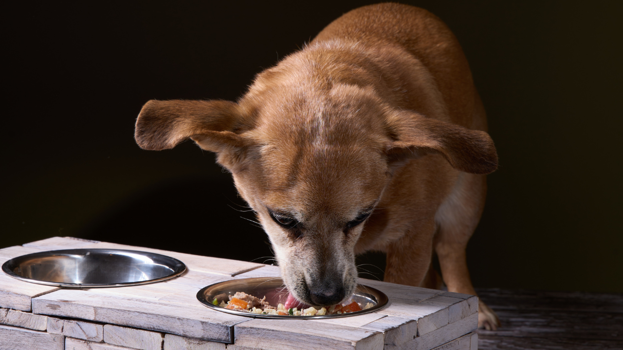 Dog eating from raised bowl, representing homemade diet support for skin allergies