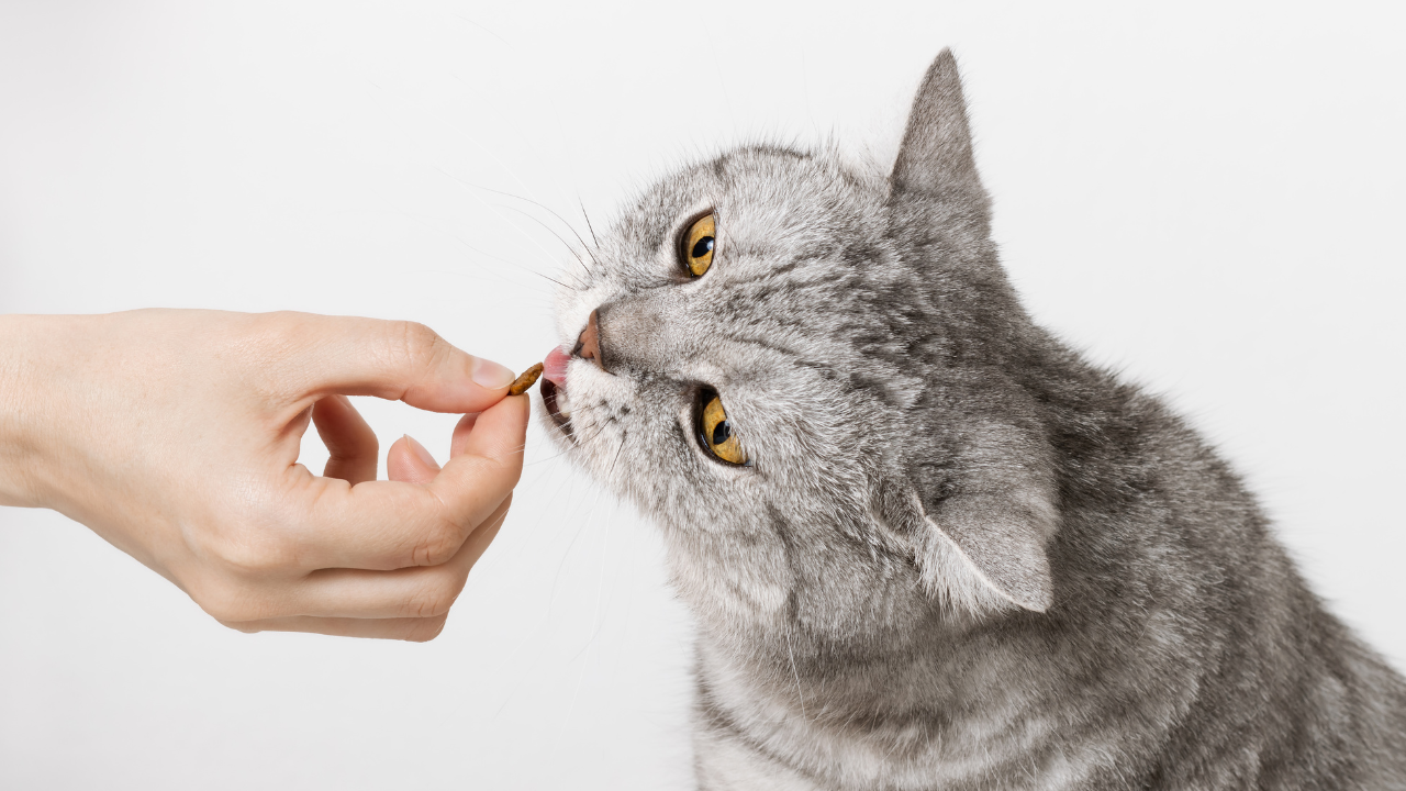 Homemade Cat Treats | Vet Approved