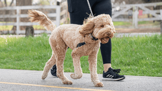 Dog Walking Tips and Tricks | Senior Dogs