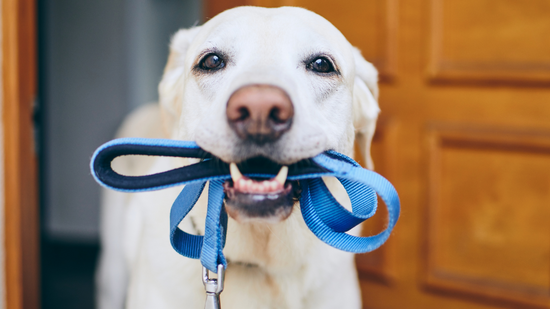 Proprioception Exercises: How to Keep Your Senior Dog Fit and Healthy