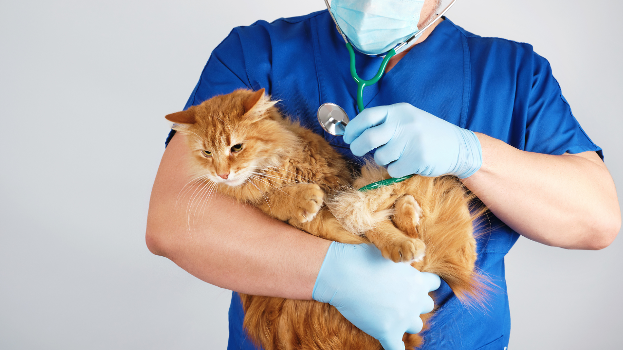 Diabetes in Felines | News