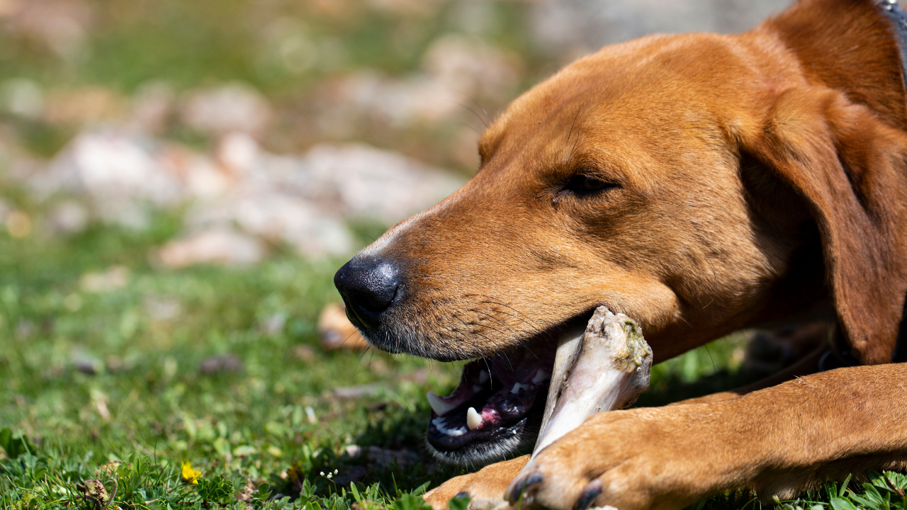 Raw Bones for Dogs