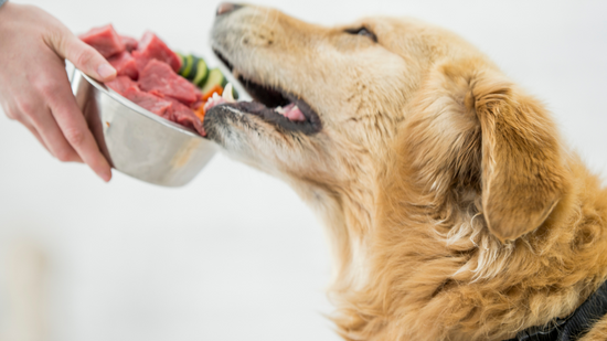 Raw Food Diet for Pets: Supporting Evidence in Research