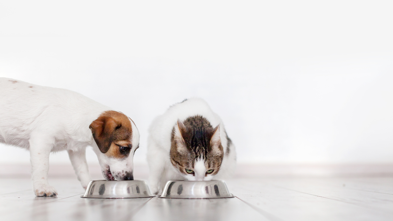 How Many Times A Day Should You Feed Your Dog or Cat