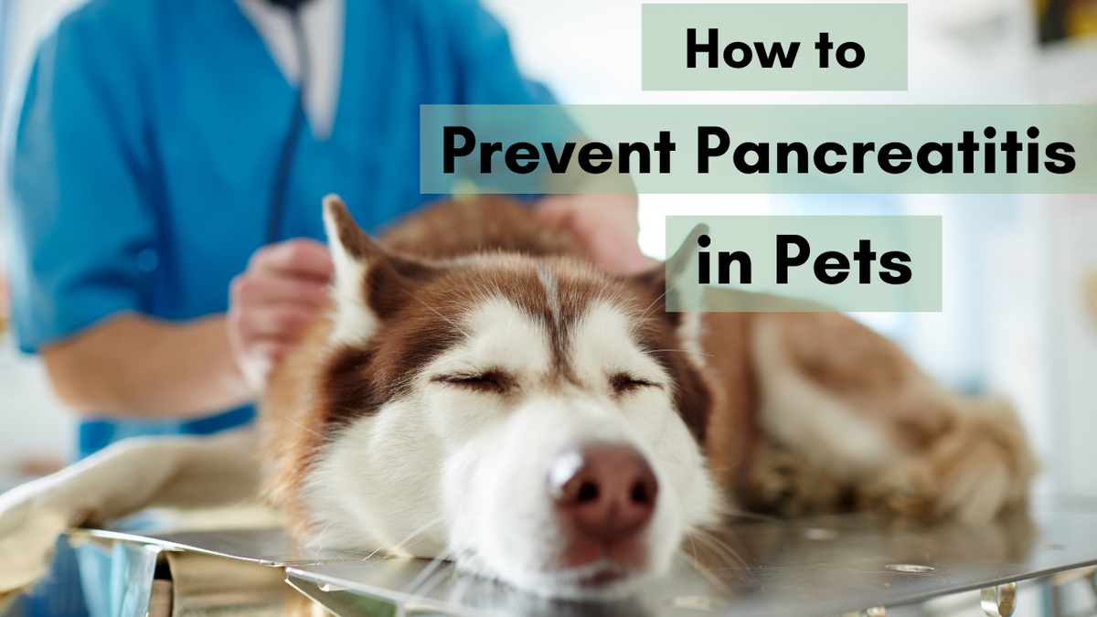 How to Prevent Pancreatitis in Pets | Holistic Vet Blend