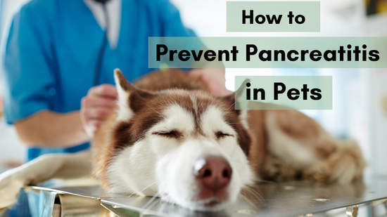 How to Prevent Pancreatitis in Pets