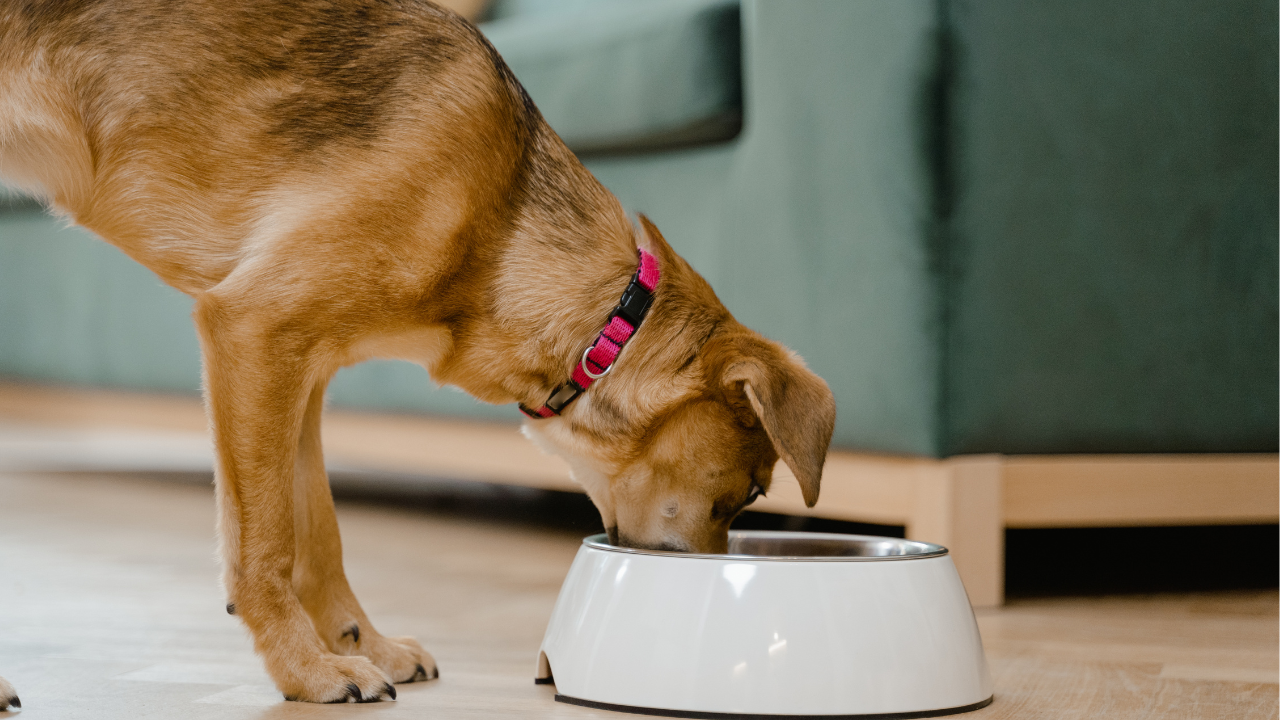 Slow Cooker Dog Food