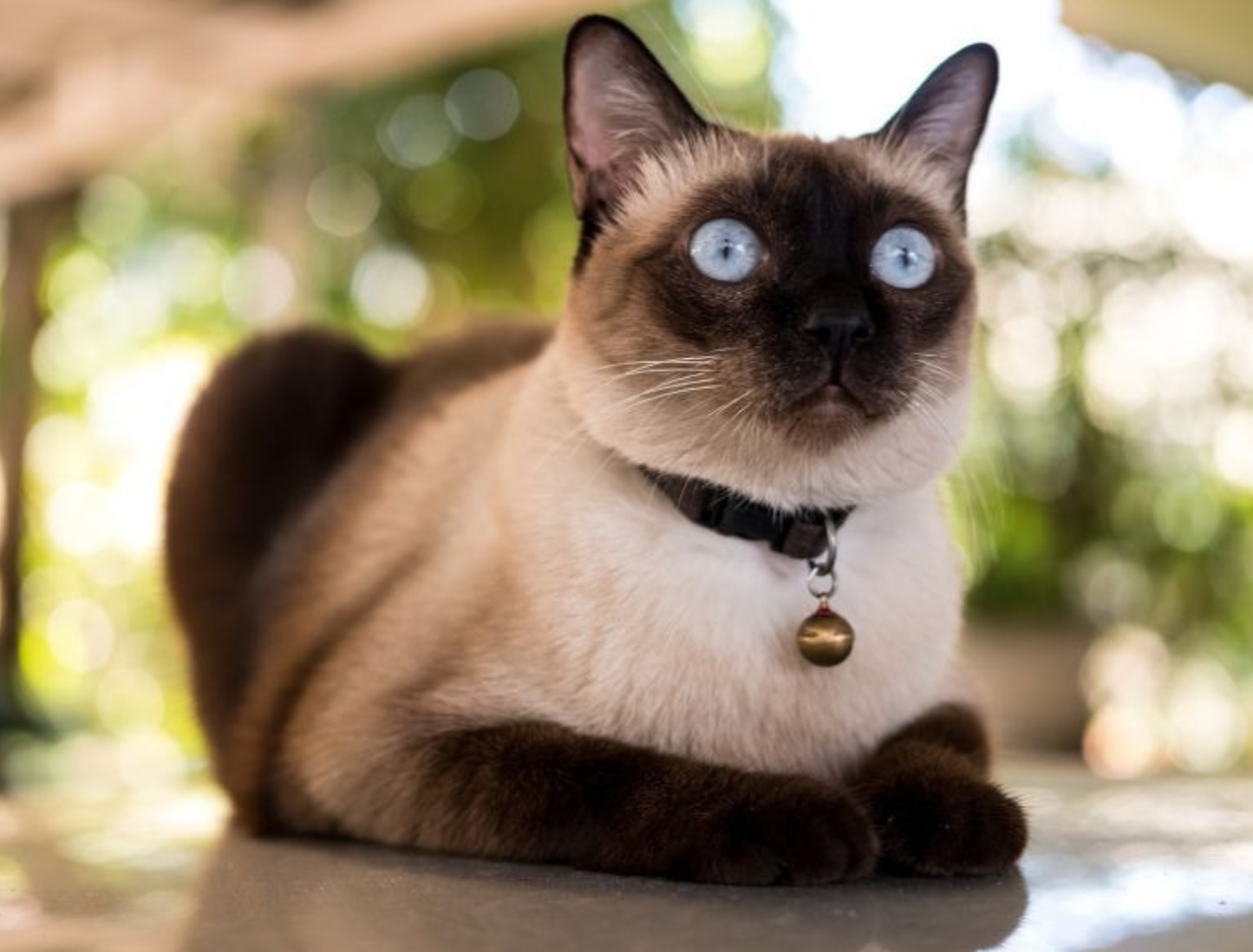 Senior Cat Supplements: Vet-Approved Support for Aging Cats