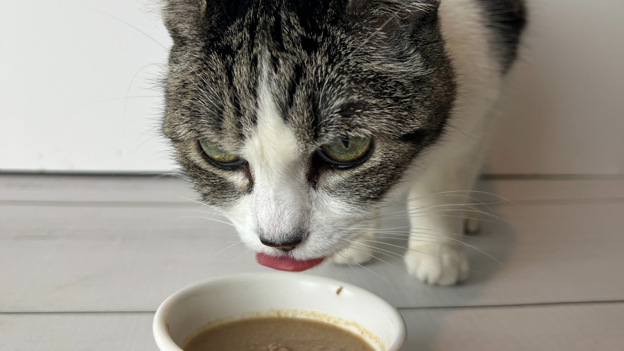 Homemade Cat Food Recipes - Vet Approved