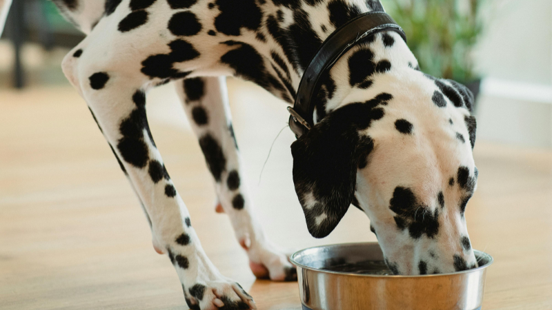 dalmation drinking water