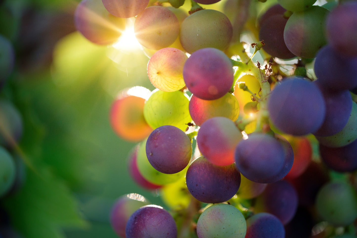 Understanding the Latest Findings on the Toxicity of Grapes, Raisins, and Currants and the Science Behind It