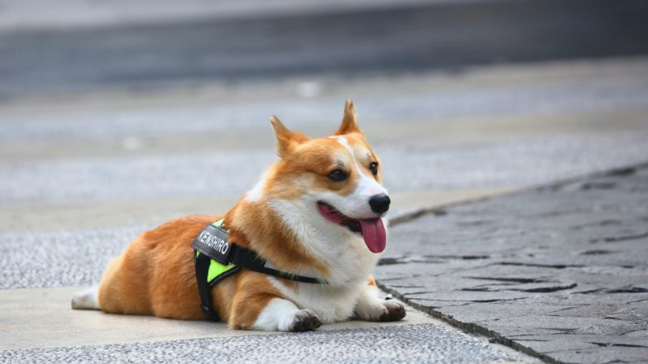 How to Help a Dog with Arthritis at Home (5 Vet-Approved Ways That Work)
