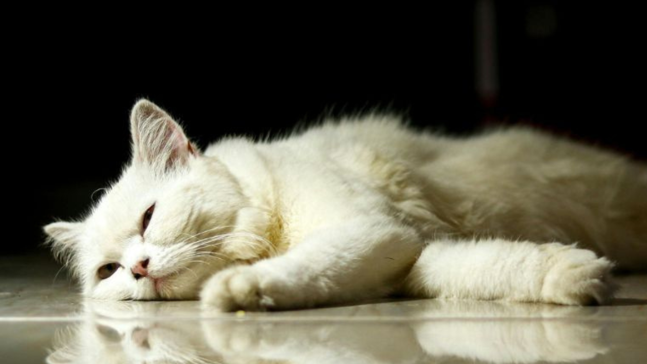 cat laying down