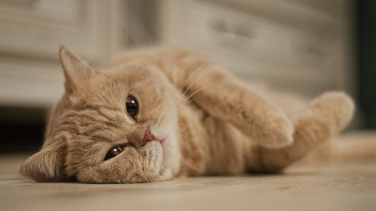 cat laying down