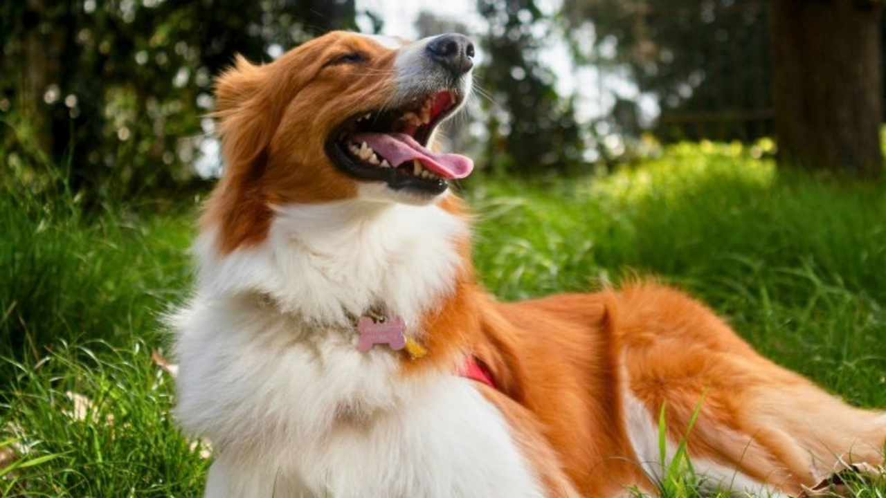 The Complete Guide to Feeding Homemade Dog Food
