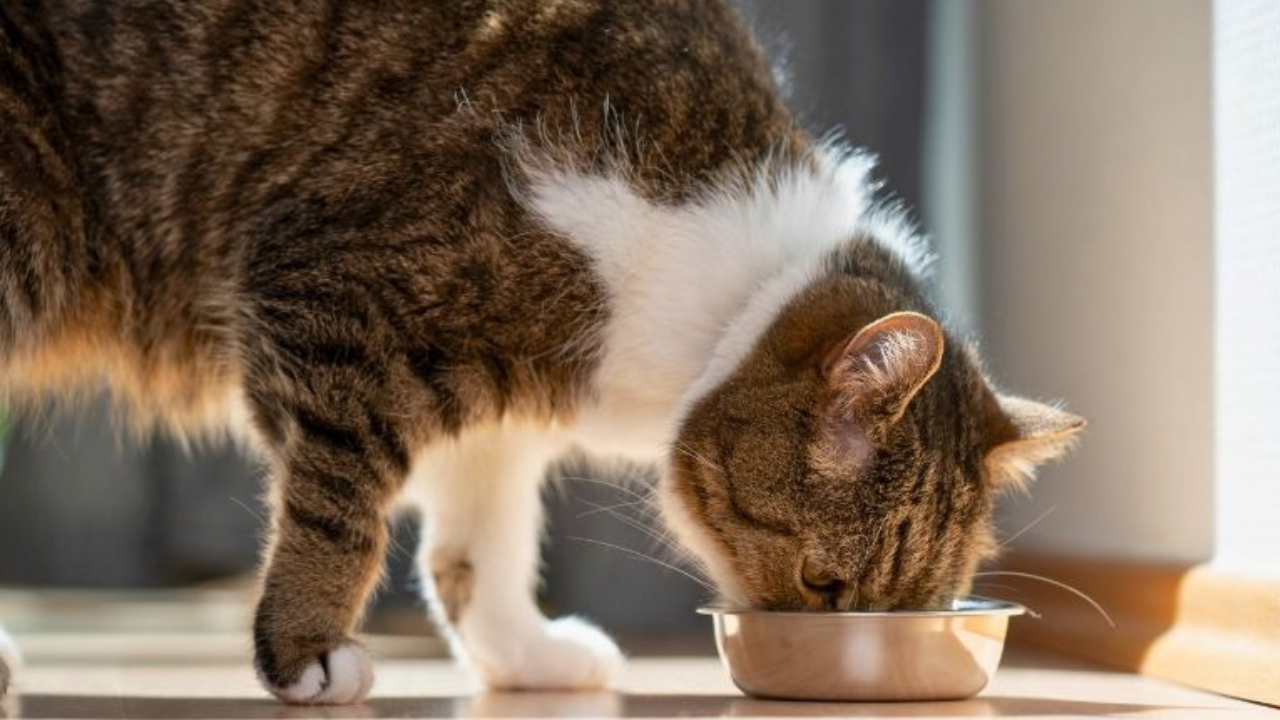 A Practical Guide to Feeding Homemade Cat Food