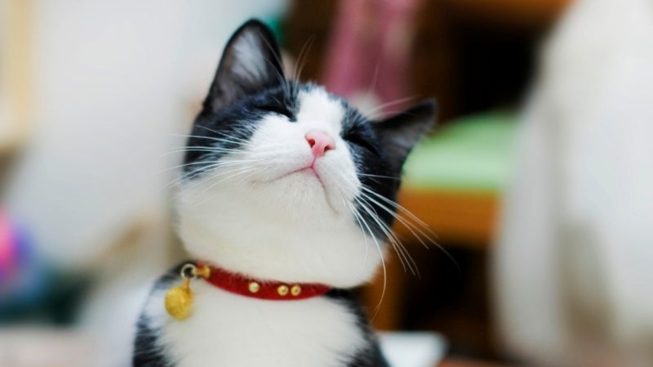 3 Easy Homemade Cat Food Recipes for Beginners