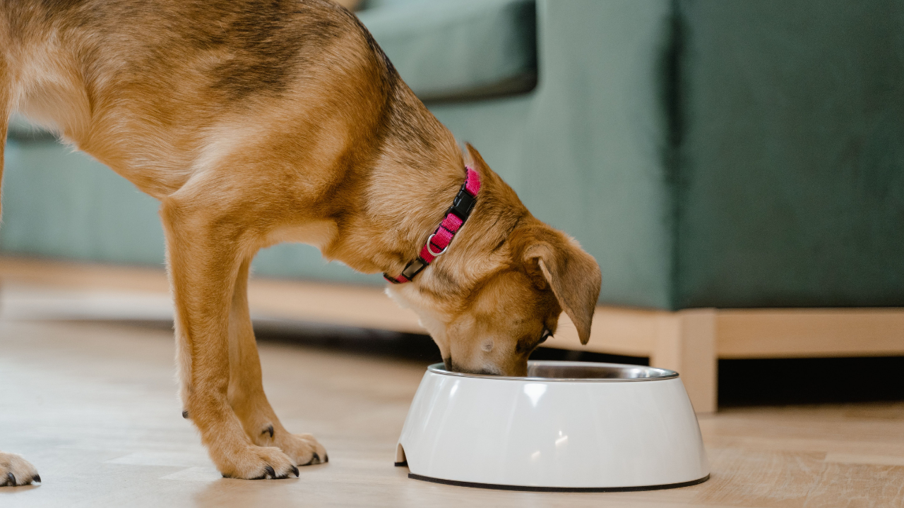 The Organic Homemade Dog Food Recipe That Costs Less Than a Bag of Kibble