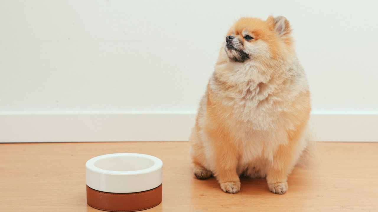 Vet-Approved Limited Ingredient Homemade Dog Food Recipe with Pork
