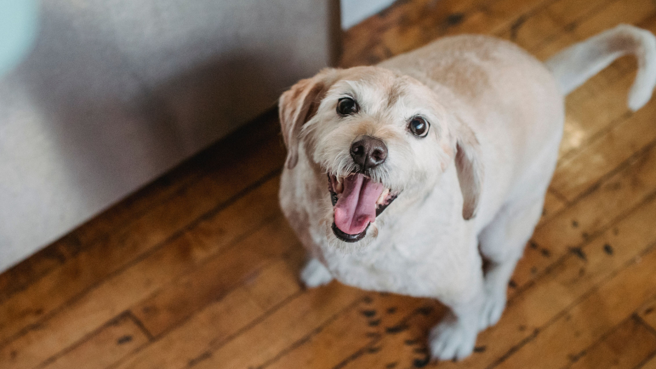 The Vet-Approved Low-Fat Homemade Dog Food Recipe for Itchy, Sensitive Dogs