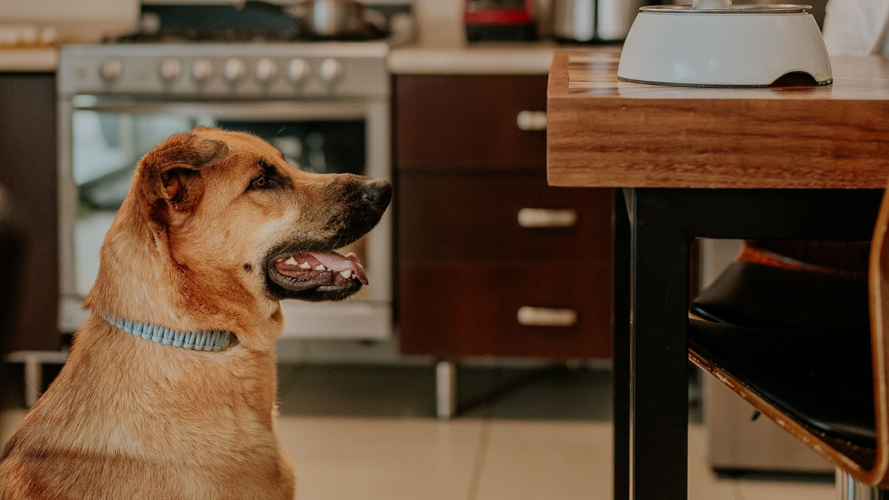 The Picky Dog's Secret Weapon: A Vet-Approved Venison Homemade Dog Food Recipe for Allergies