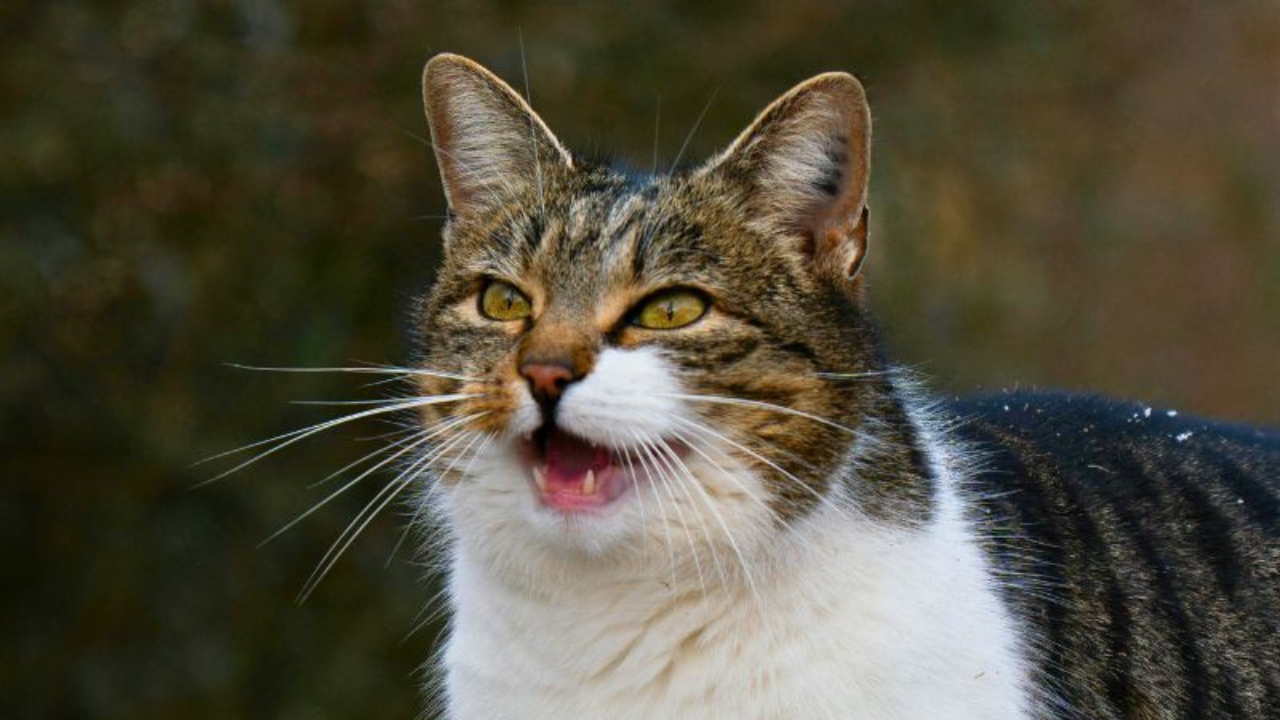 A Beginner’s Guide to Homemade Cat Food