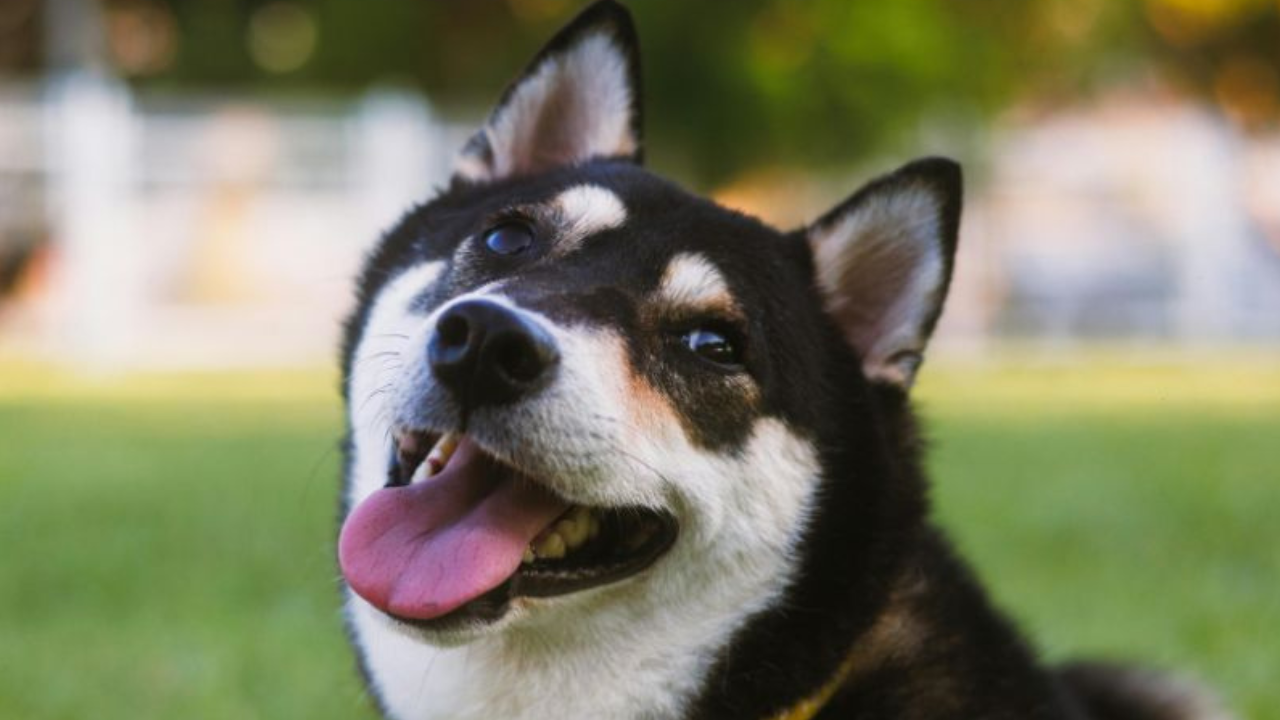 Cheapest Fresh Dog Food: How to Feed Whole Nutrition Without Overspending